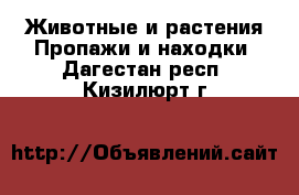 Животные и растения Пропажи и находки. Дагестан респ.,Кизилюрт г.